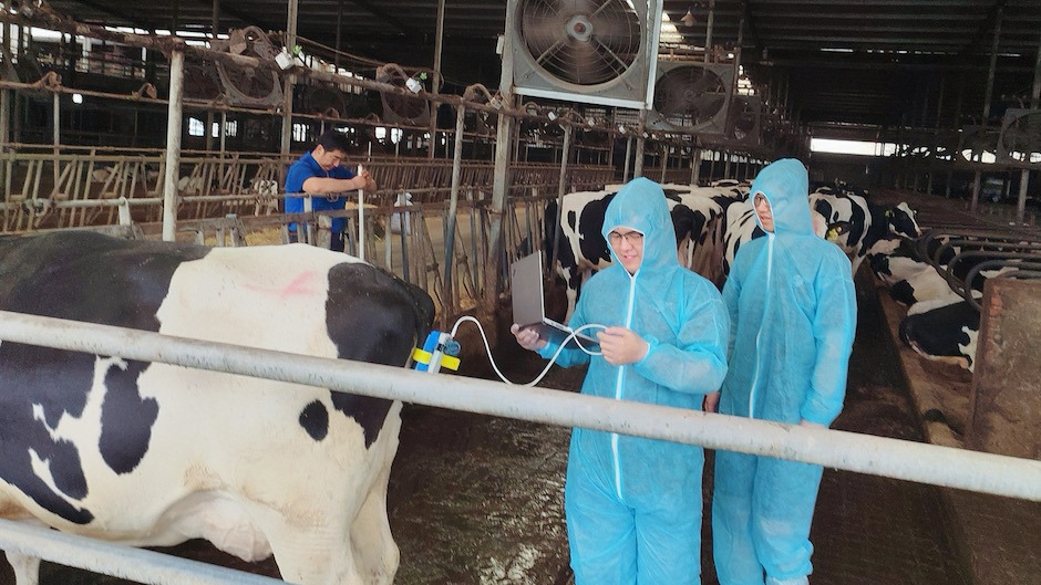 Smart monitoring system aims to lower birth risks for cows