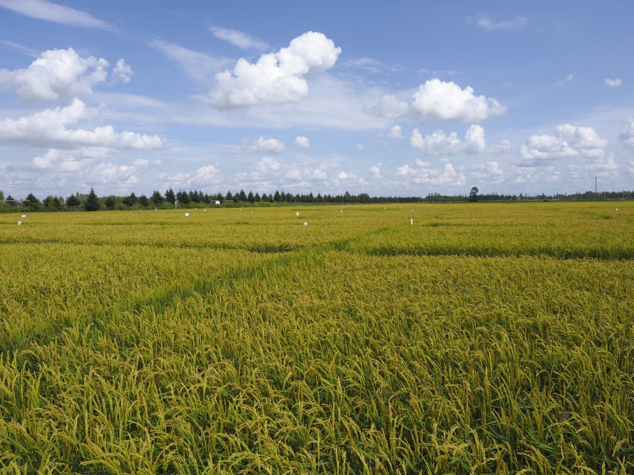 Study highlights China’s sustainable food system potential
